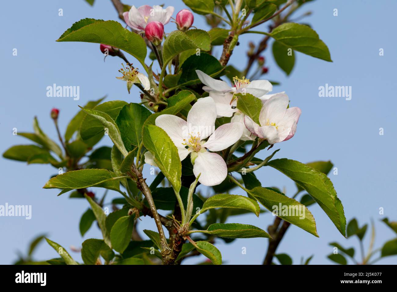 Apple Blossom, Sussex, Regno Unito Foto Stock