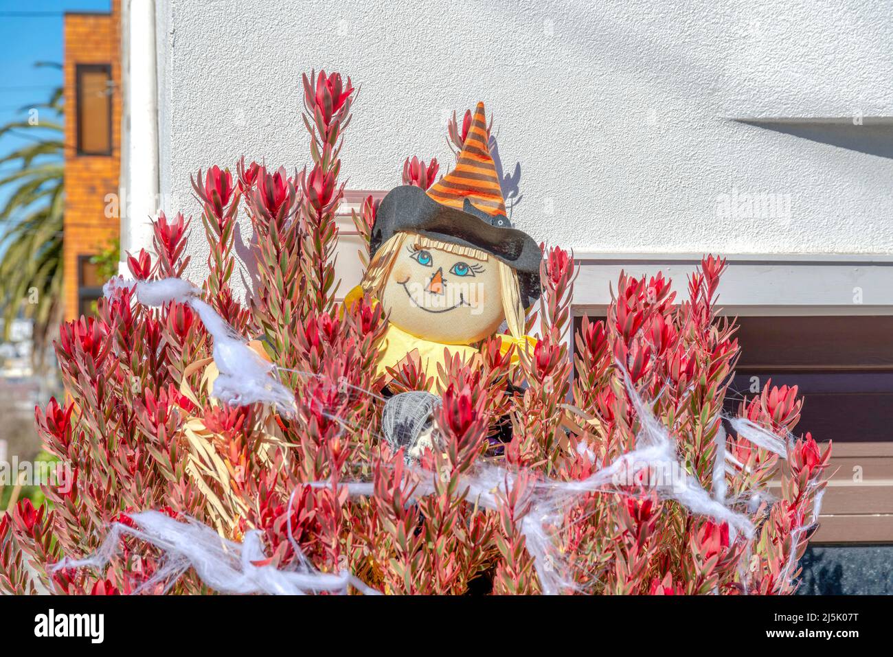 Peluche bambola strega sul retro di una pianta con foglie rosse e finti decorazioni web a San Francisco, California. Pianta con decorazioni holloween contro l'wa bianca Foto Stock