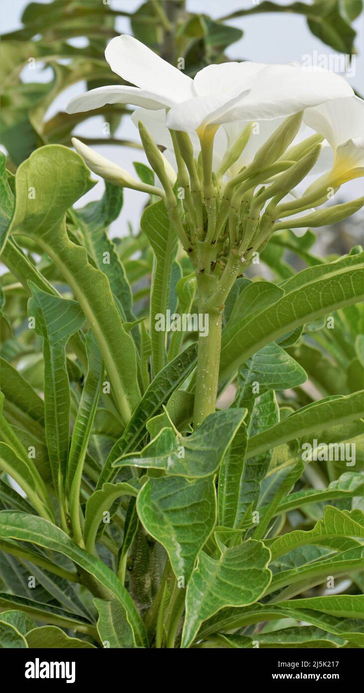 Fiori di Plumeria pudica con foglie naturali di fondo noto anche come boquet da sposa Foto Stock