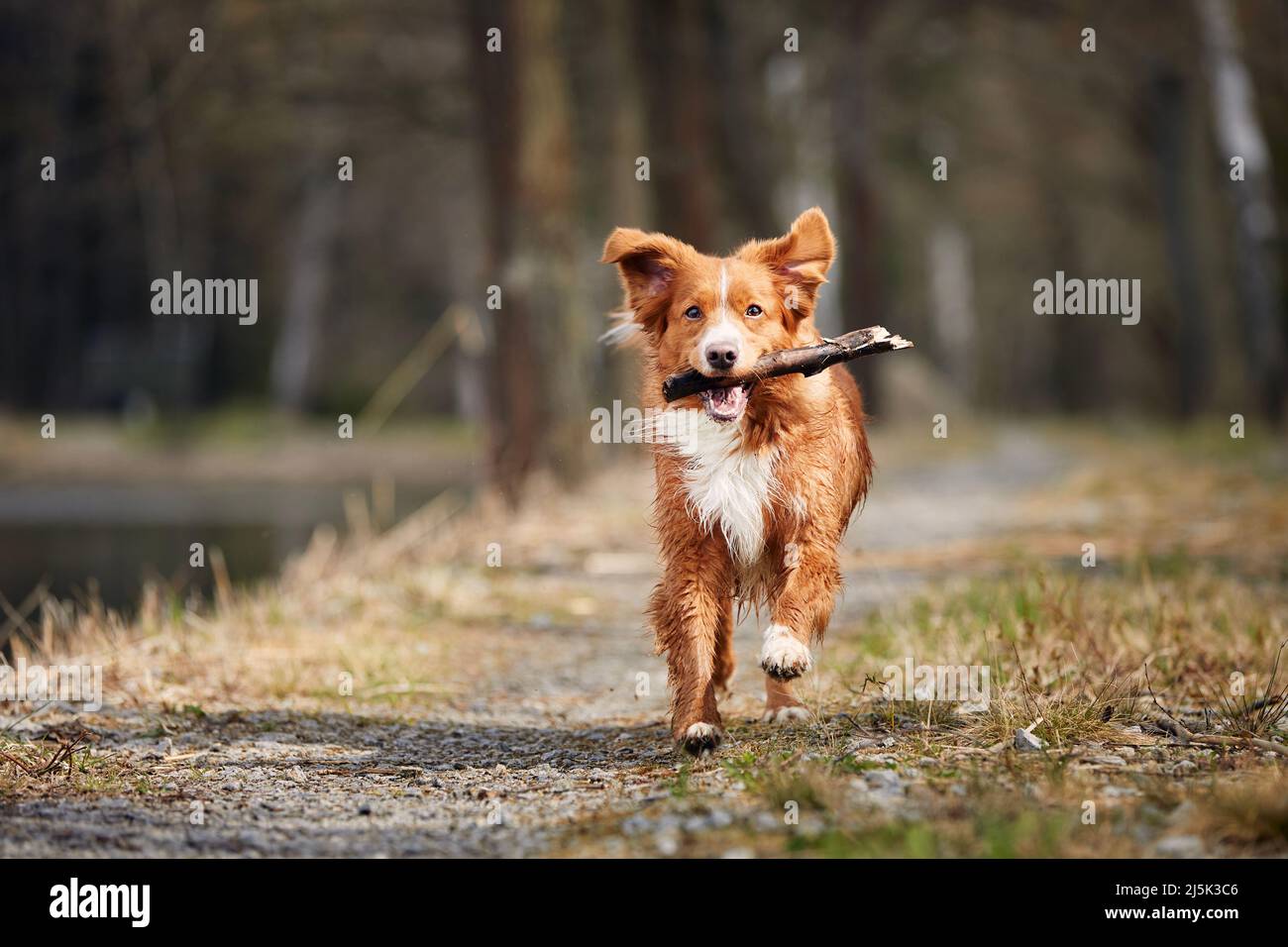 Vista frontale di un happy dog veloce. Fuoco selettivo sul ritiro dei pedaggi dell'anatra della Nuova Scozia sul sentiero contro la foresta. Foto Stock