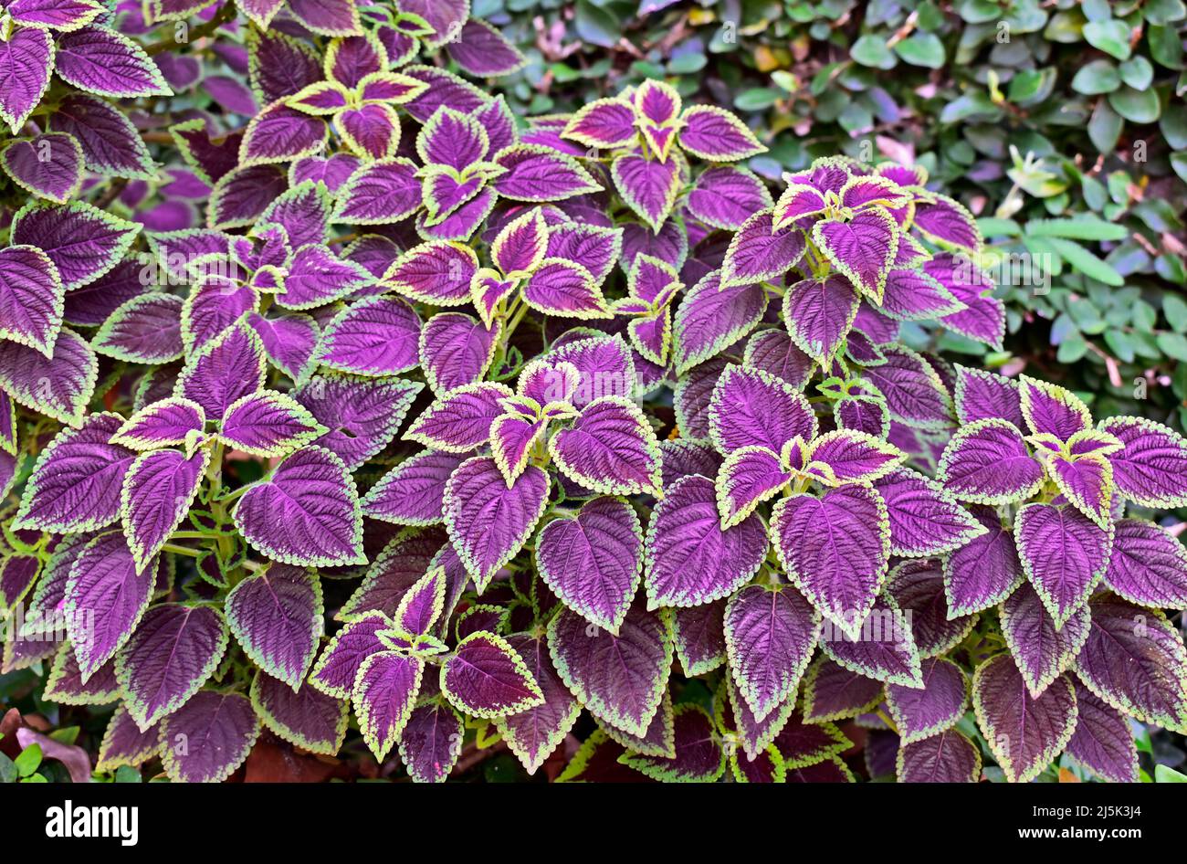 Ortica dipinta o ortica di fiamma (Coleus blumei) Foto Stock