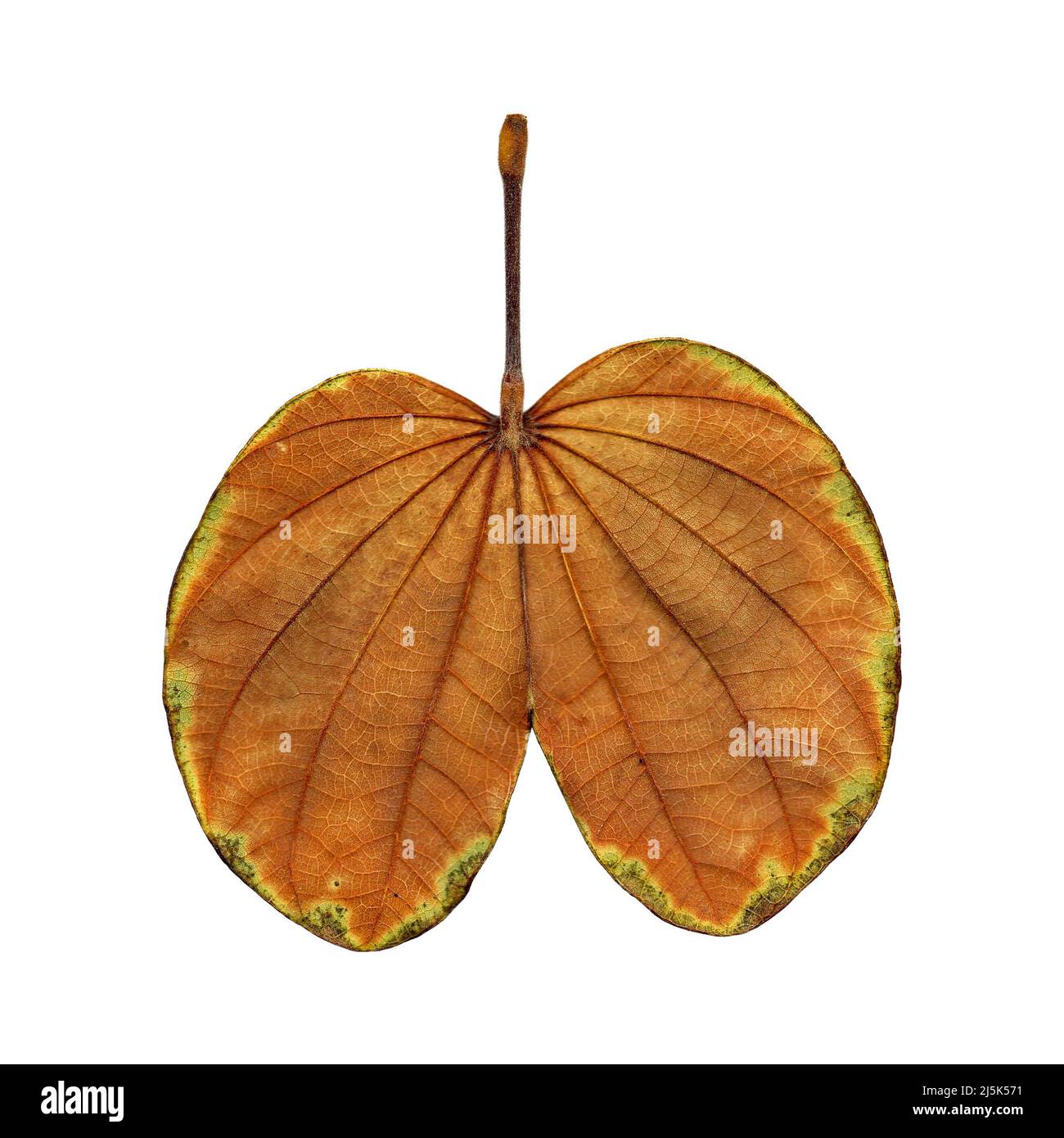 Foglia di bauhinia secca isolata su sfondo bianco Foto Stock