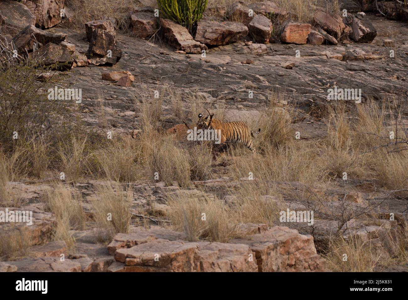 Tigri del Bengala (Panthera tigris tigris) nel Parco Nazionale di Ranthambhore Foto Stock