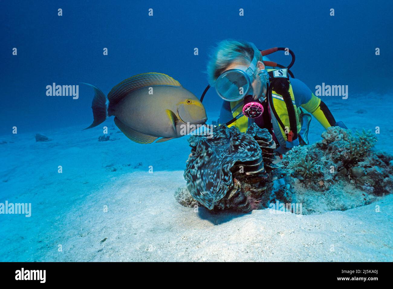 Scuba Diver guarda un pesce da surf Yellowfin (Acanthurus xanthopterus) ad un clam gigante fluted (Tridacna squamosa), Maldive, Oceano Indiano, Asia Foto Stock