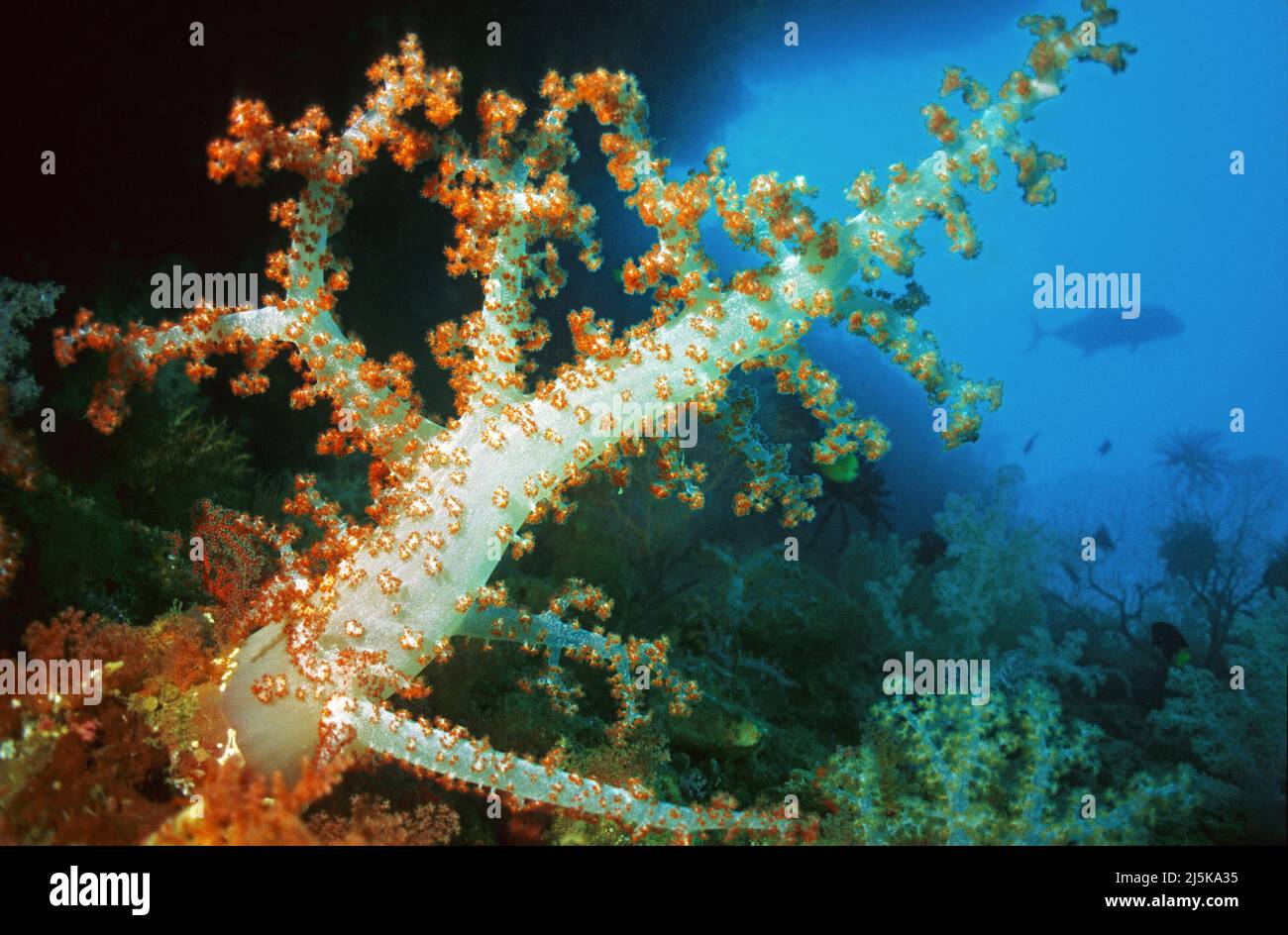 Corallo molle gigante, Caulilfower Rosso (Dendronephya klunzingeri), Ari Atoll, Maldive, Oceano Indiano, Asia Foto Stock