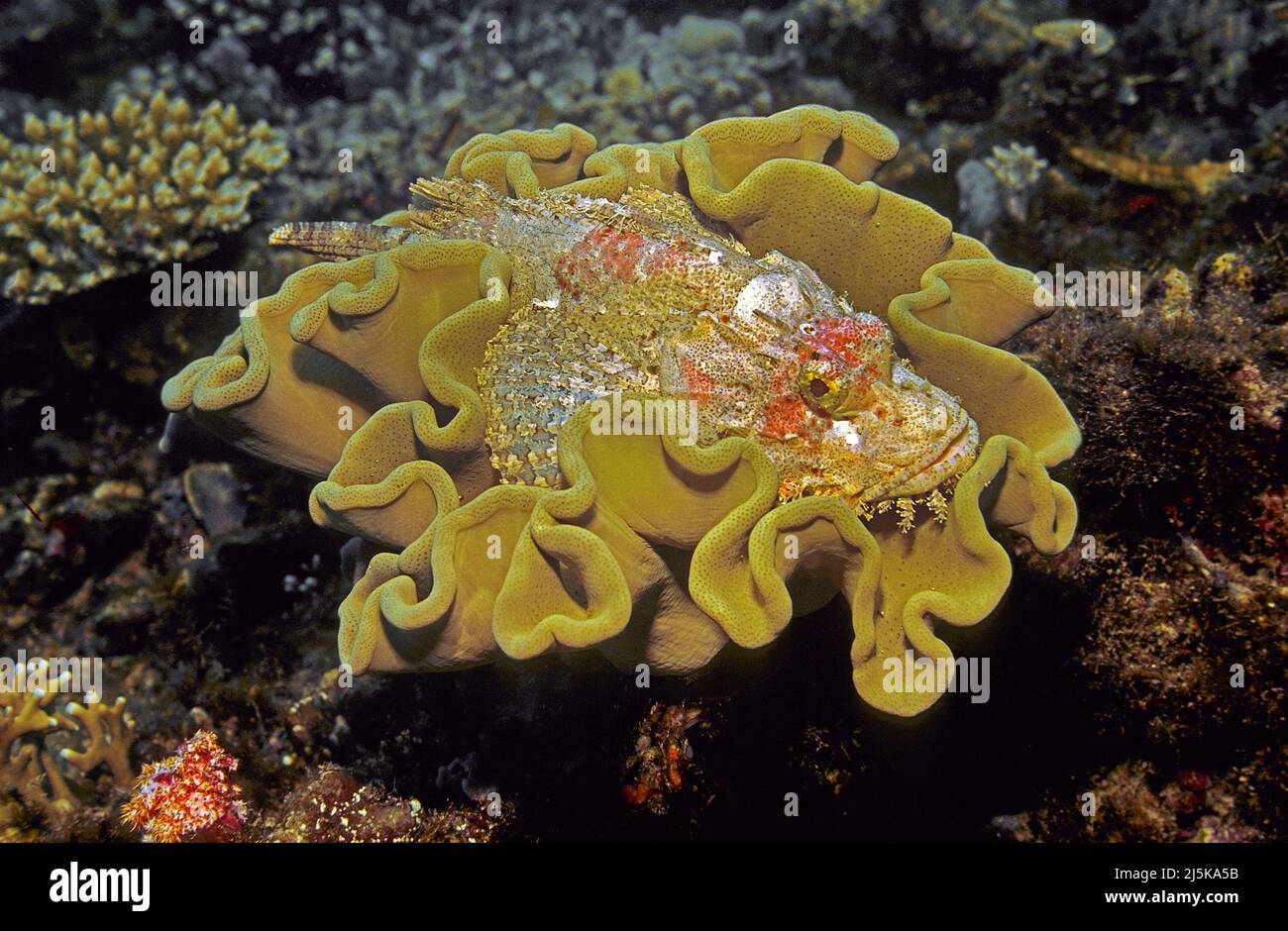 Scorpionfish o scorpionfish branded (Scorpaenopsis oxicephala), riposante in un corallo di cuoio, Maldive, Oceano Indiano, Asia Foto Stock