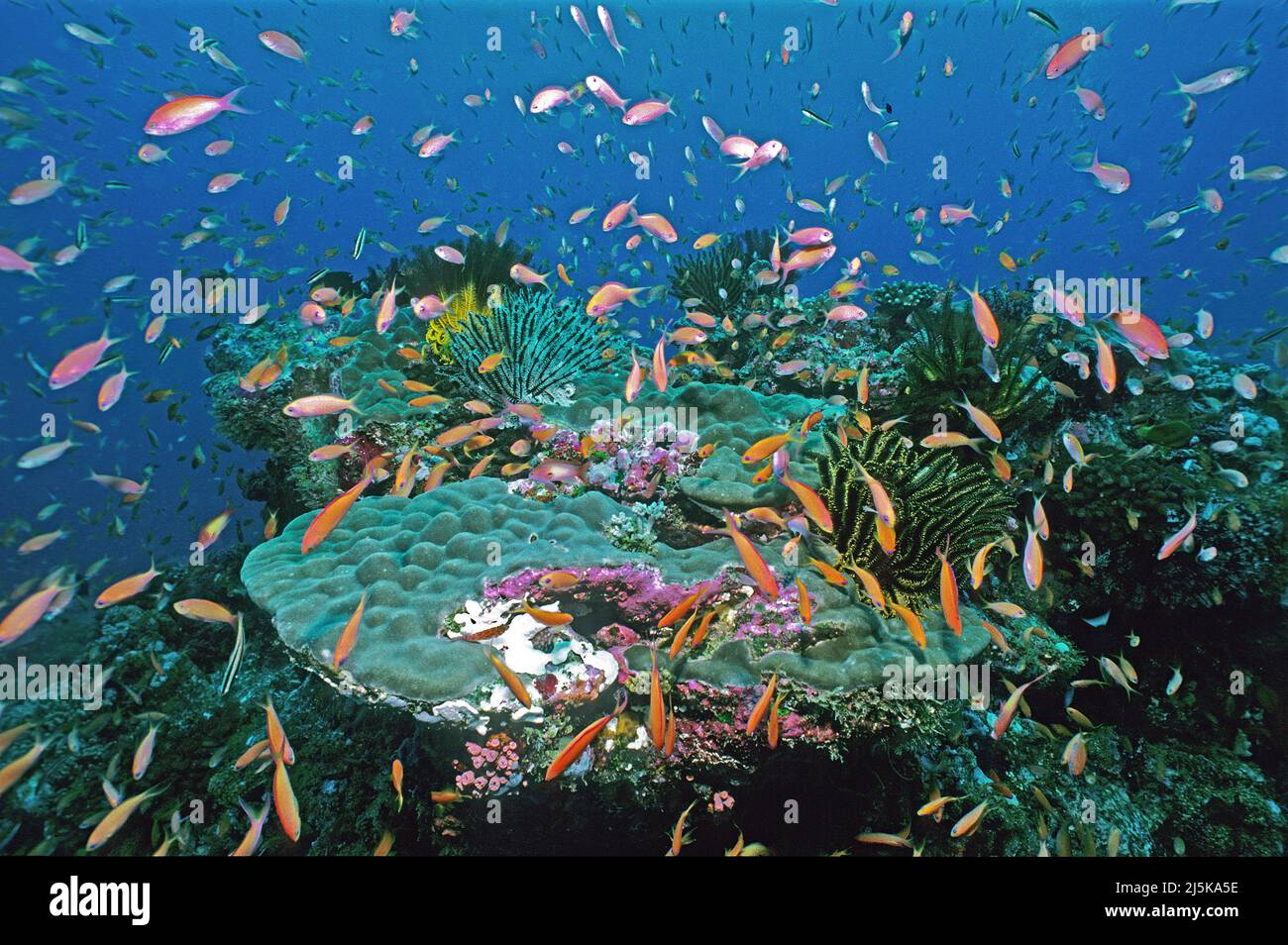 Jewel fairy fagotto o lyretail anthias (Pseudanthias squamipinnis) in crociera su una barriera corallina tropicale, Maldive, Oceano Indiano, Asia Foto Stock
