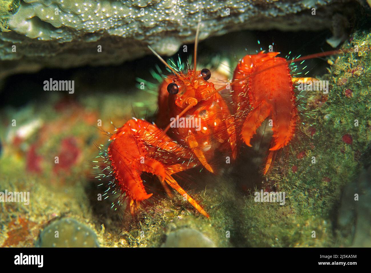 Aragosta rossa della barriera corallina o aragosta pelosa (Enoplometopus occidentalis), di notte, Maldive, Oceano Indiano, Asia Foto Stock