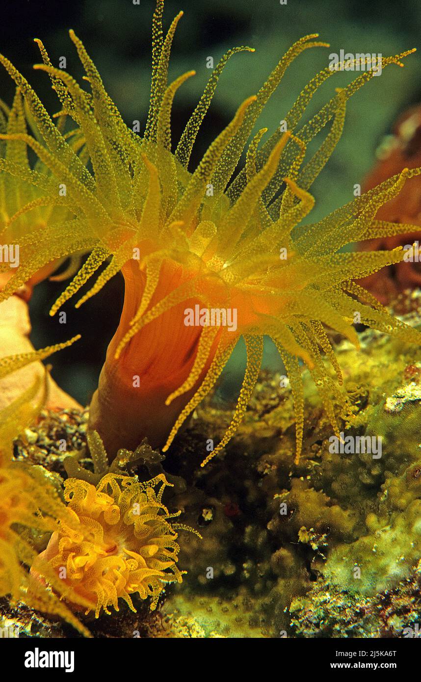 Orange Cup Coral (Dendrophyllia gracilis) di notte, Maldive, Oceano Indiano, Asia Foto Stock