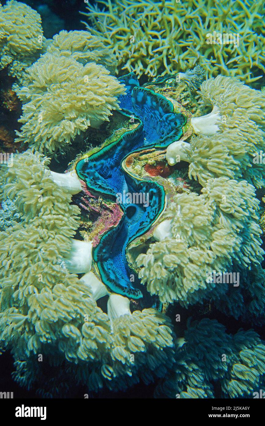 Clam gigante blu (Tridacna maxima) cresciuto con coralli in pelle, Maldive, Oceano Indiano, Asia Foto Stock