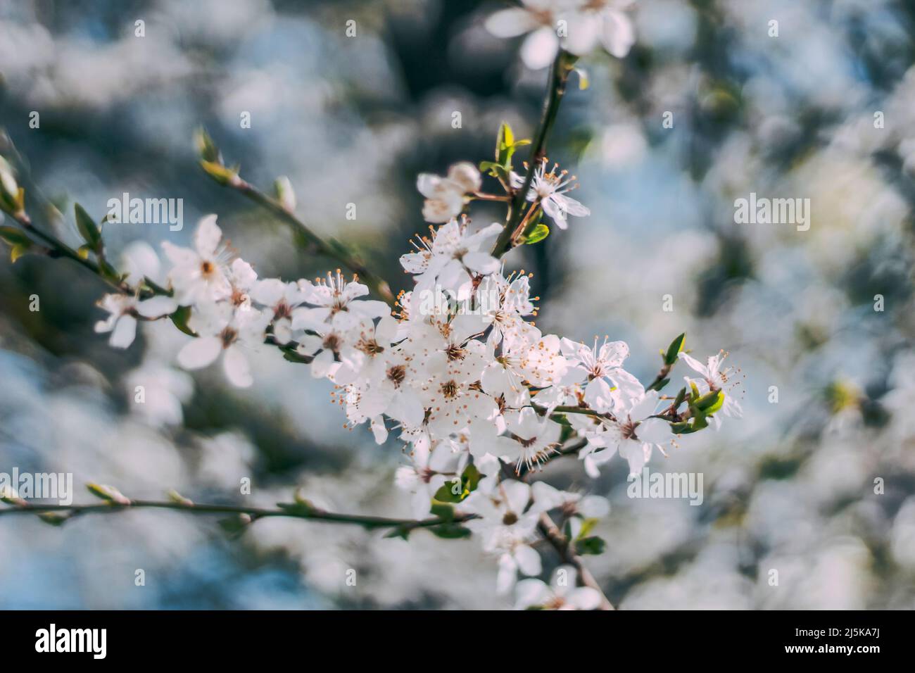 Fiori di ciliegio in primavera sotto il cielo blu, Sopot, Polonia Foto Stock