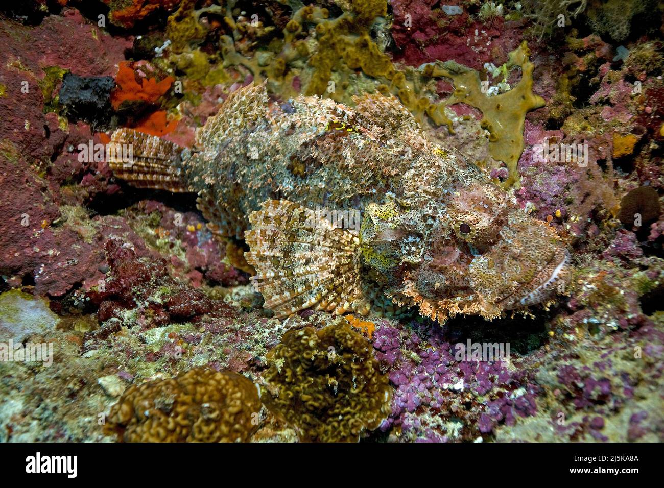 Scorpionfish o scorpionfish bruno (Scorpaenopsis oxicephala), in una barriera corallina, Maldive, Oceano Indiano, Asia Foto Stock