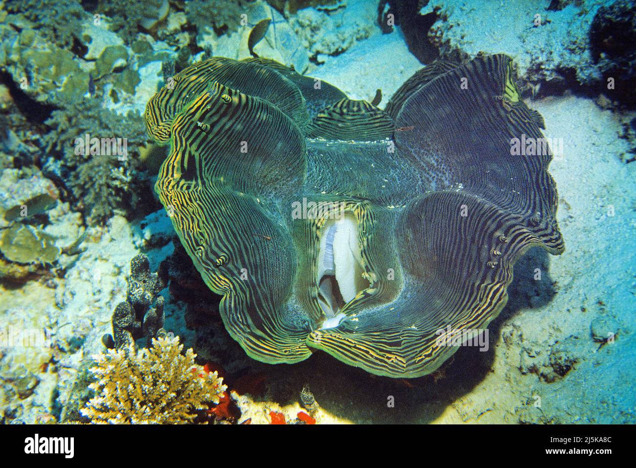 Clam gigante fluted (Tridacna squamosa), Maldive, Oceano Indiano, Asia Foto Stock
