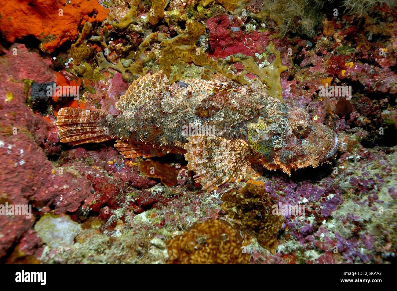 Scorpionfish o scorpionfish bruno (Scorpaenopsis oxicephala), in una barriera corallina, Maldive, Oceano Indiano, Asia Foto Stock