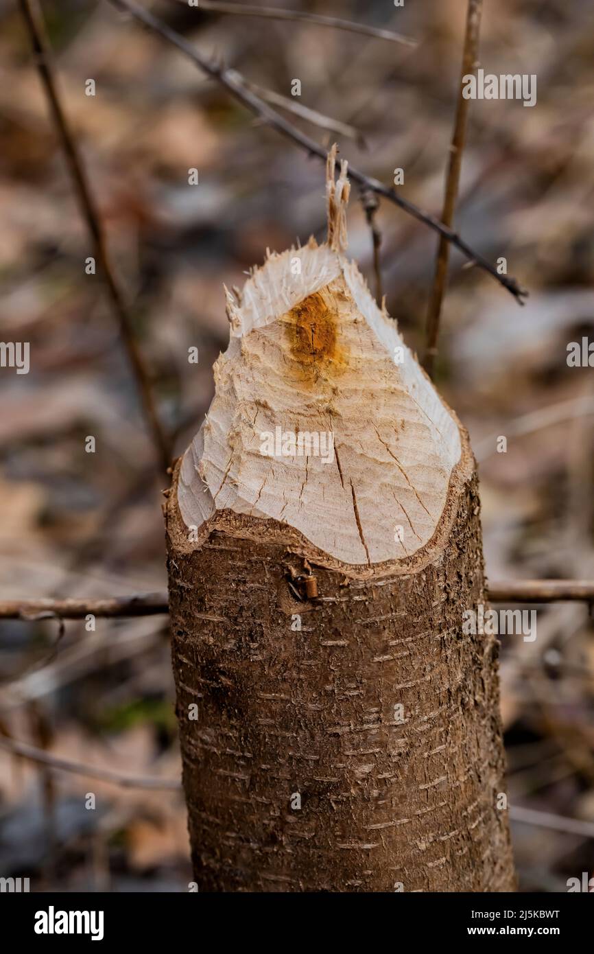Black Cherry tagliato da un castoro americano nel Woodland Park e riserva naturale a Battle Creek, Michigan, USA Foto Stock