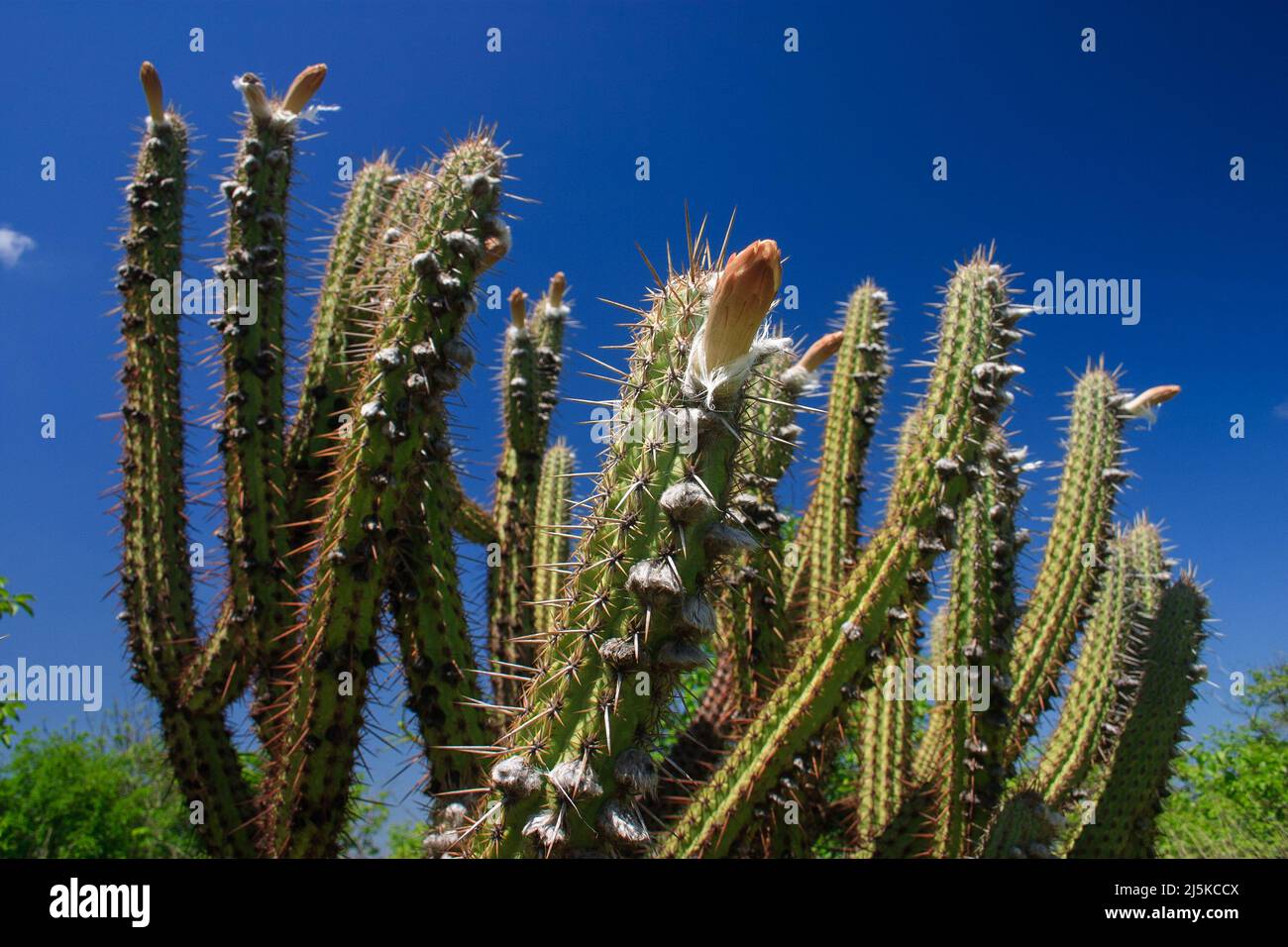 Il cactus xique-xique fiorisce nella caatinga, vegetazione nativa della regione semiarida brasiliana Foto Stock