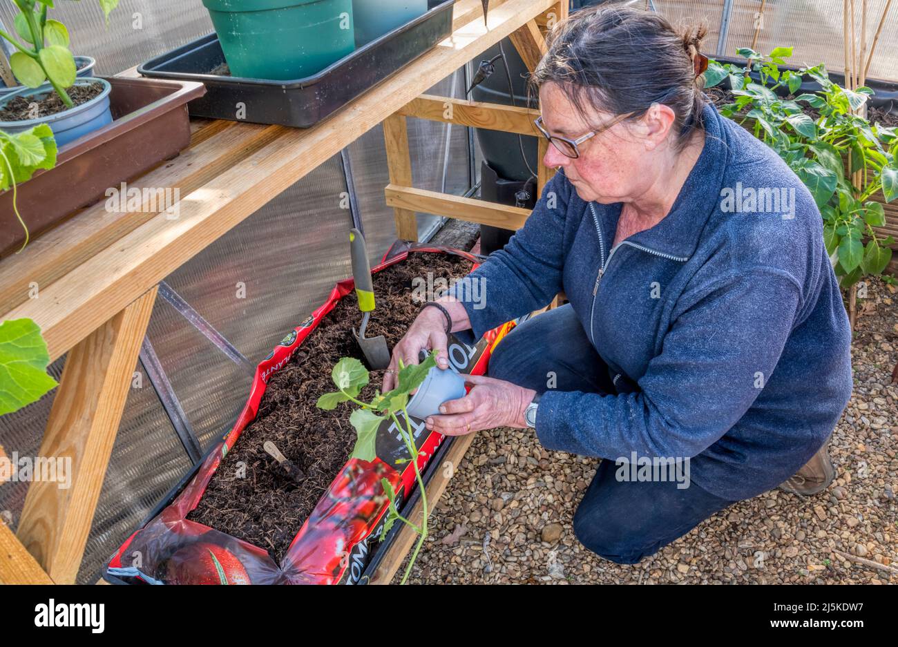 Una donna che piantava F1 meloni Emir, Cucamis melo, nella sua serra. Foto Stock