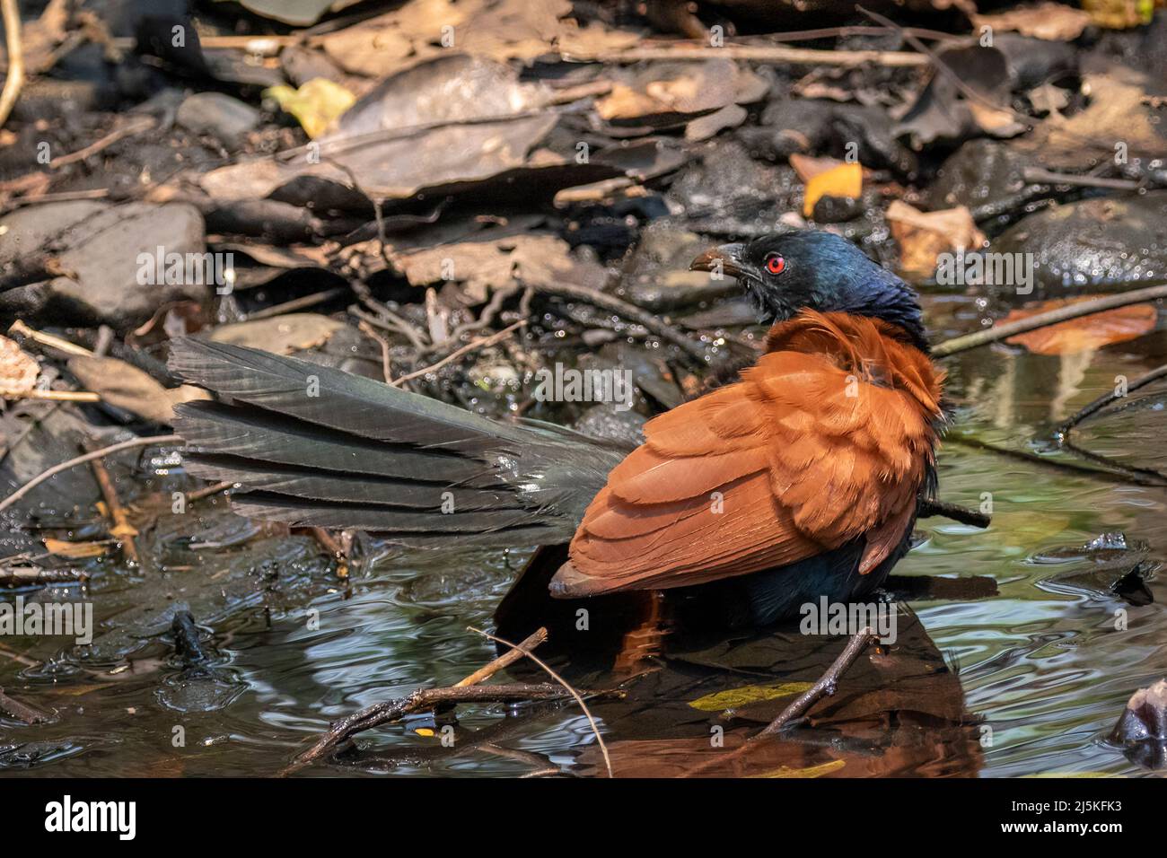 Immagine di un coucal maggiore su sfondo naturale. Uccello. Animali. Foto Stock