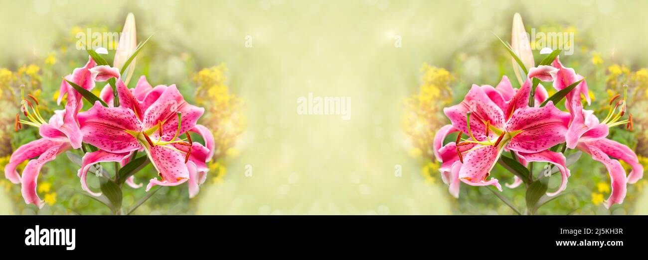 Gigli rosa grandi con petali macchiati su uno sfondo sfocato widescreen. Fuoco selettivo, banner Foto Stock