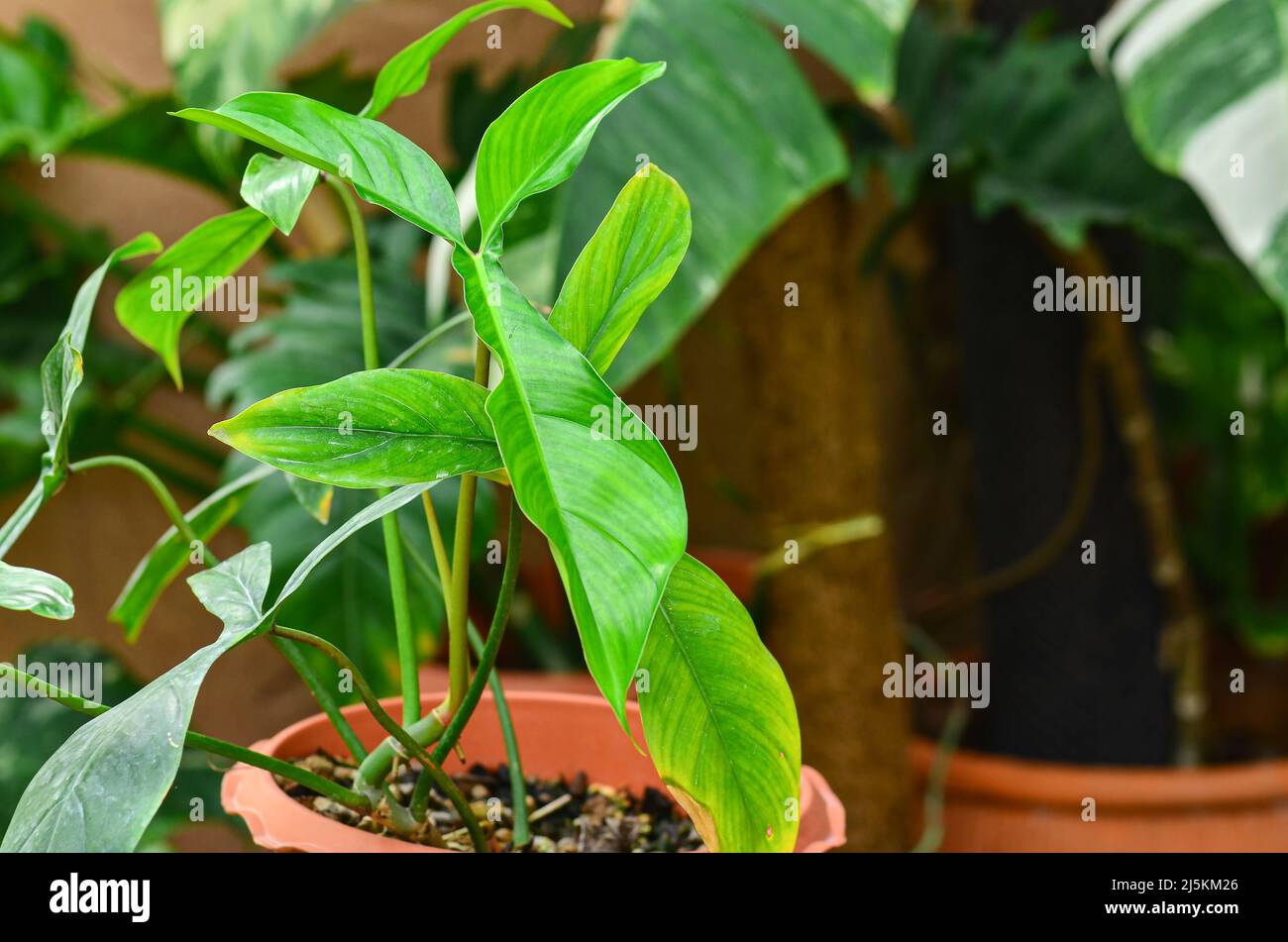 Bella foglia di Philodendron 69686 in vaso Foto Stock