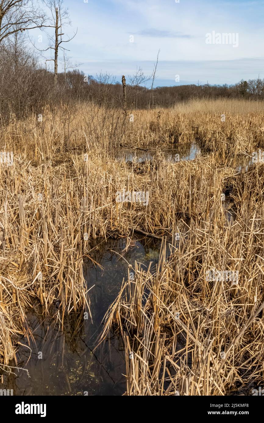 Zone umide con crattali all'inizio della primavera nella riserva biologica di Ott, contea di Calhoun, Michigan, USA Foto Stock