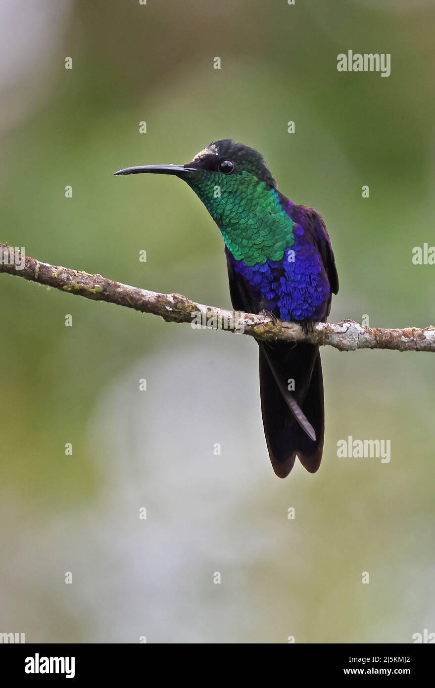 Crowned Woodnymph (Thalurania colombica venusta) maschio adulto arroccato su ramoscello con polline sulla fronte Costa Rica Marzo Foto Stock