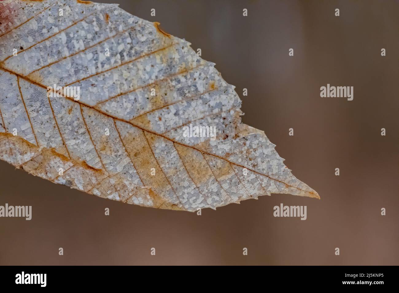 Faggio americano, Fagus grandifolia, foglie cadute, in parte scheletriche, in Woodland Park e riserva naturale a Battle Creek, Michigan, USA Foto Stock