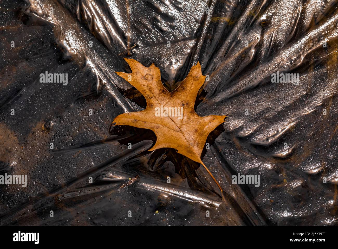 Foglia di quercia nera e ghiaccio su uno stagno vernale in Woodland Park e riserva naturale a Battle Creek, Michigan, Stati Uniti Foto Stock