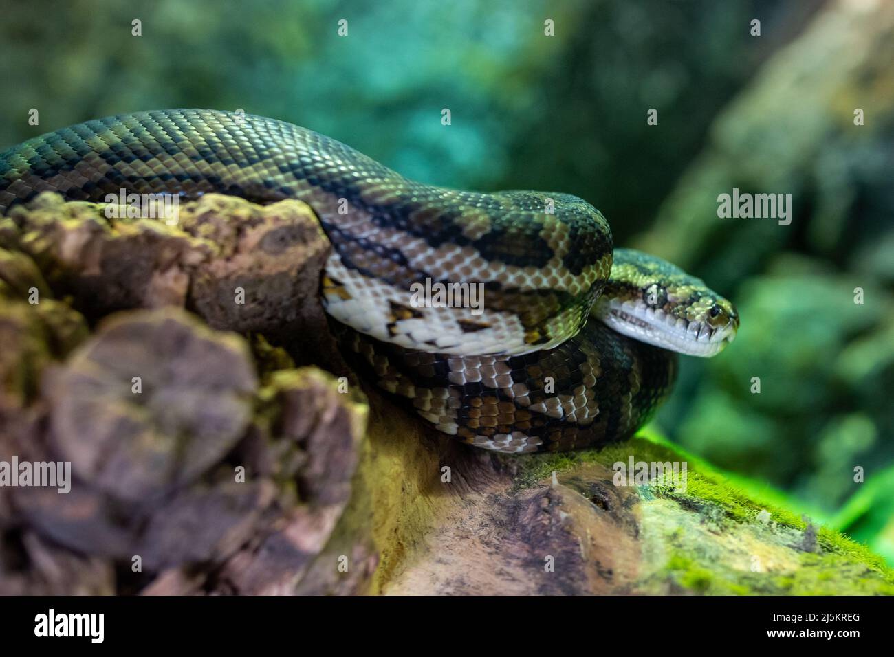 Python da tappeto costiero (Morelia spilota mcdowelli) da vicino o il python da tappeto di McDowell in Australia e Nuova Guinea Foto Stock
