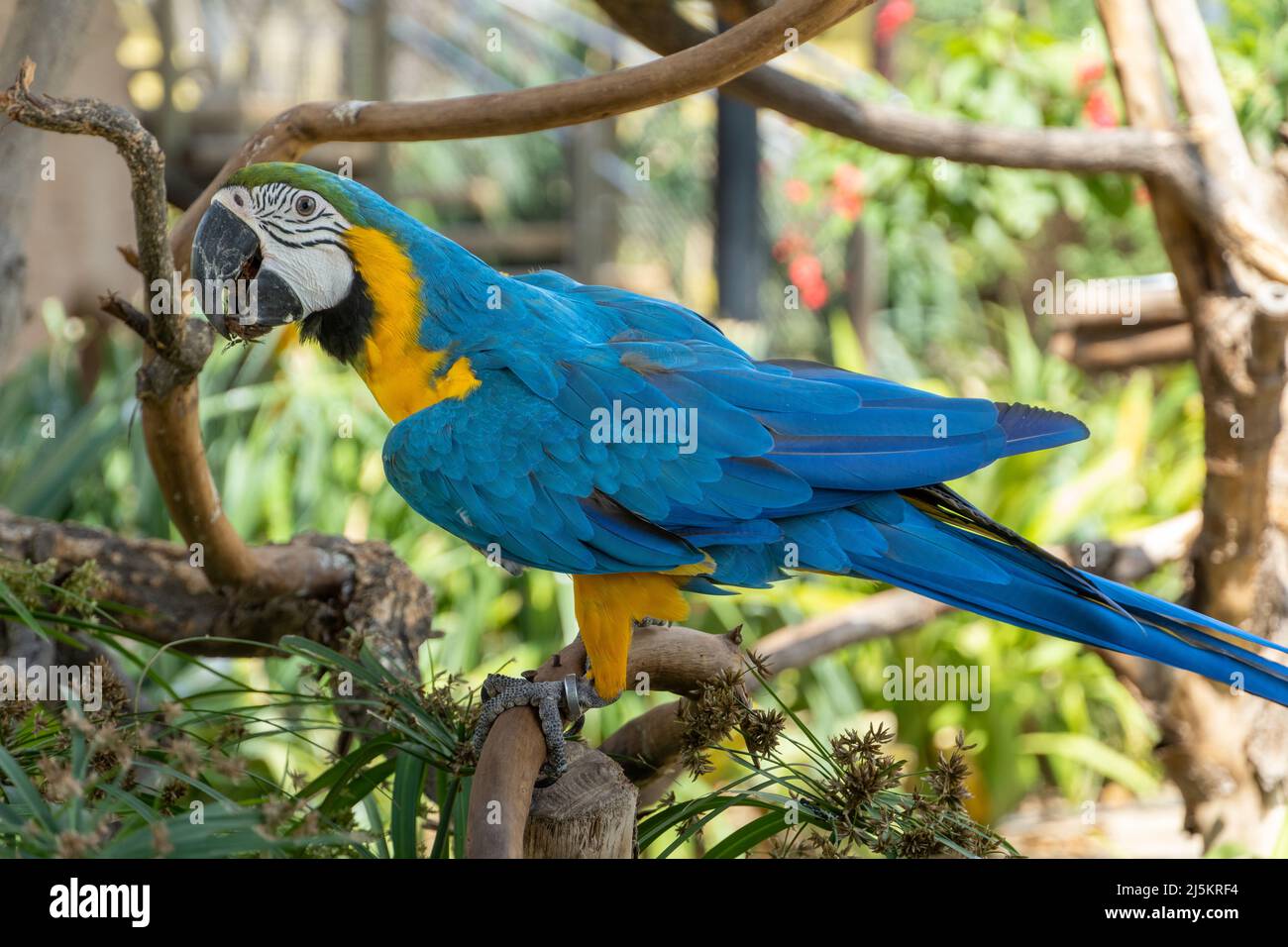 Un macaw blu-e-giallo (Ara ararauna), o un macaw blu-e-oro negli alberi Foto Stock