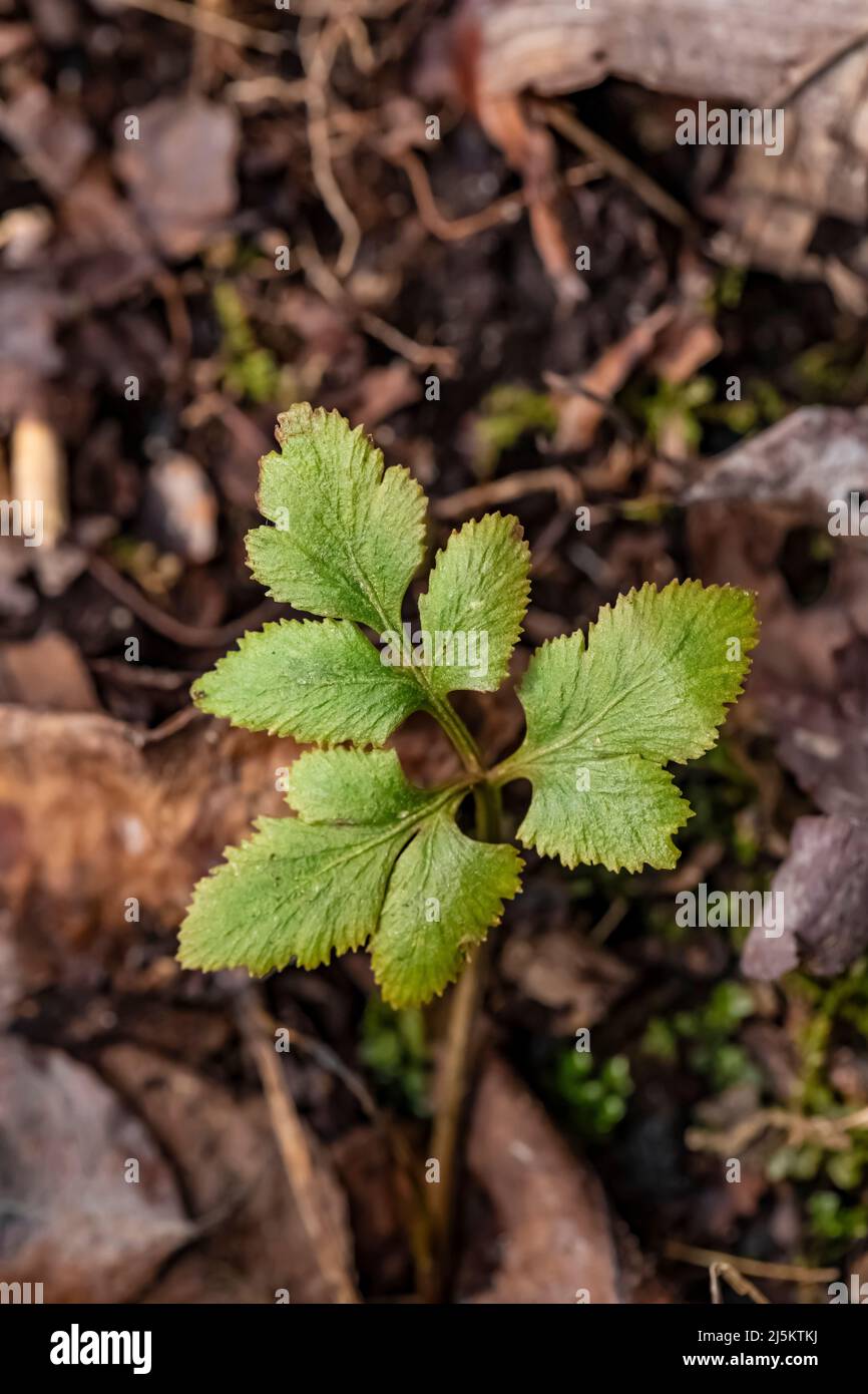 Fern uva tagliata, Sceptridium dissectum, in Woodland Park e Riserva Naturale a Battle Creek, Michigan, USA Foto Stock