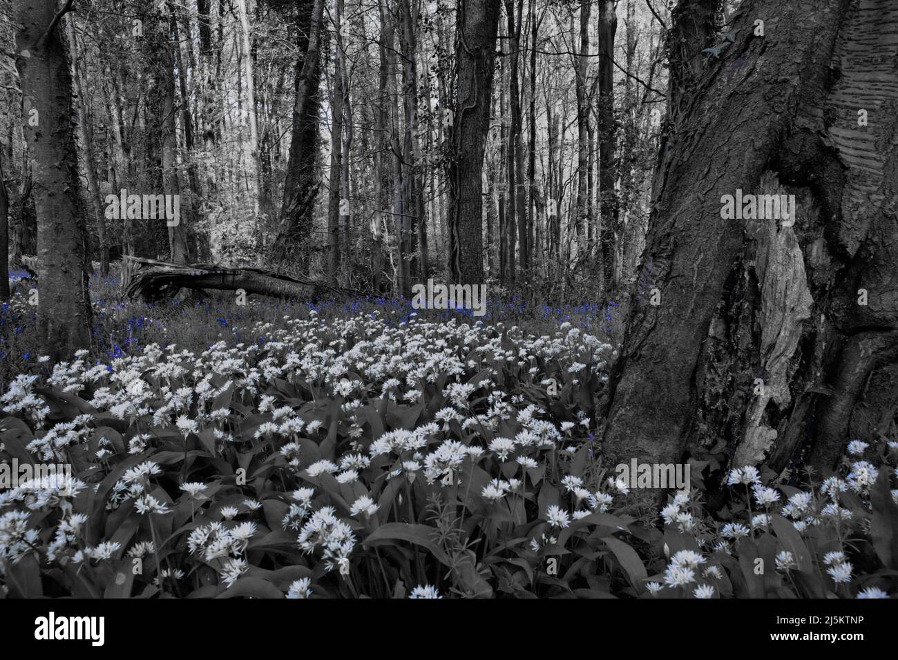 aglio selvatico nella foresta con bluebells Foto Stock