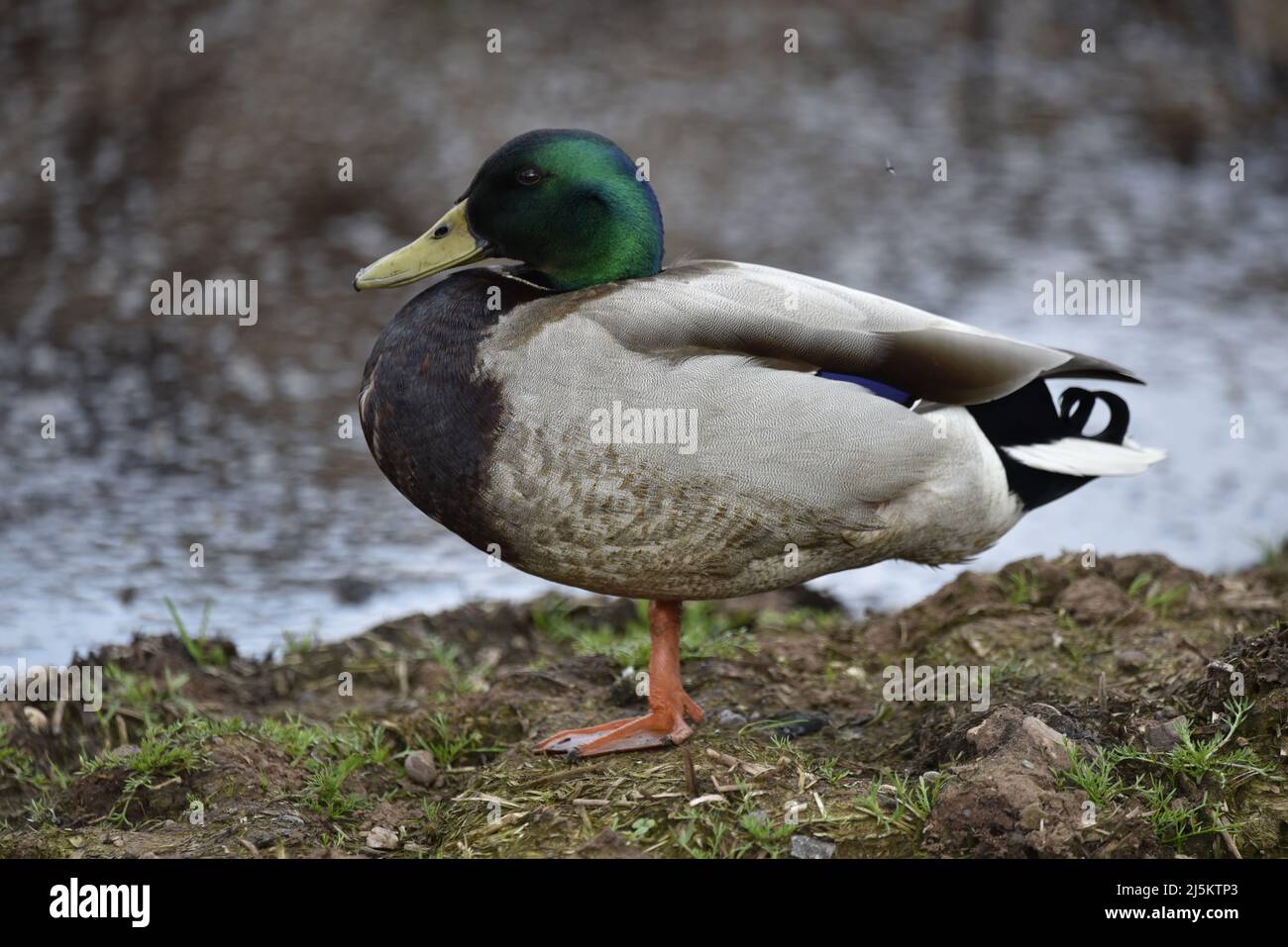 Frame-Filling Left-Profile Close-Up Ritratto di un maschio Mallard Duck (Anas platyrhynchos) in piedi su terreno fangoso a Water's Edge nel tardo pomeriggio UK Foto Stock