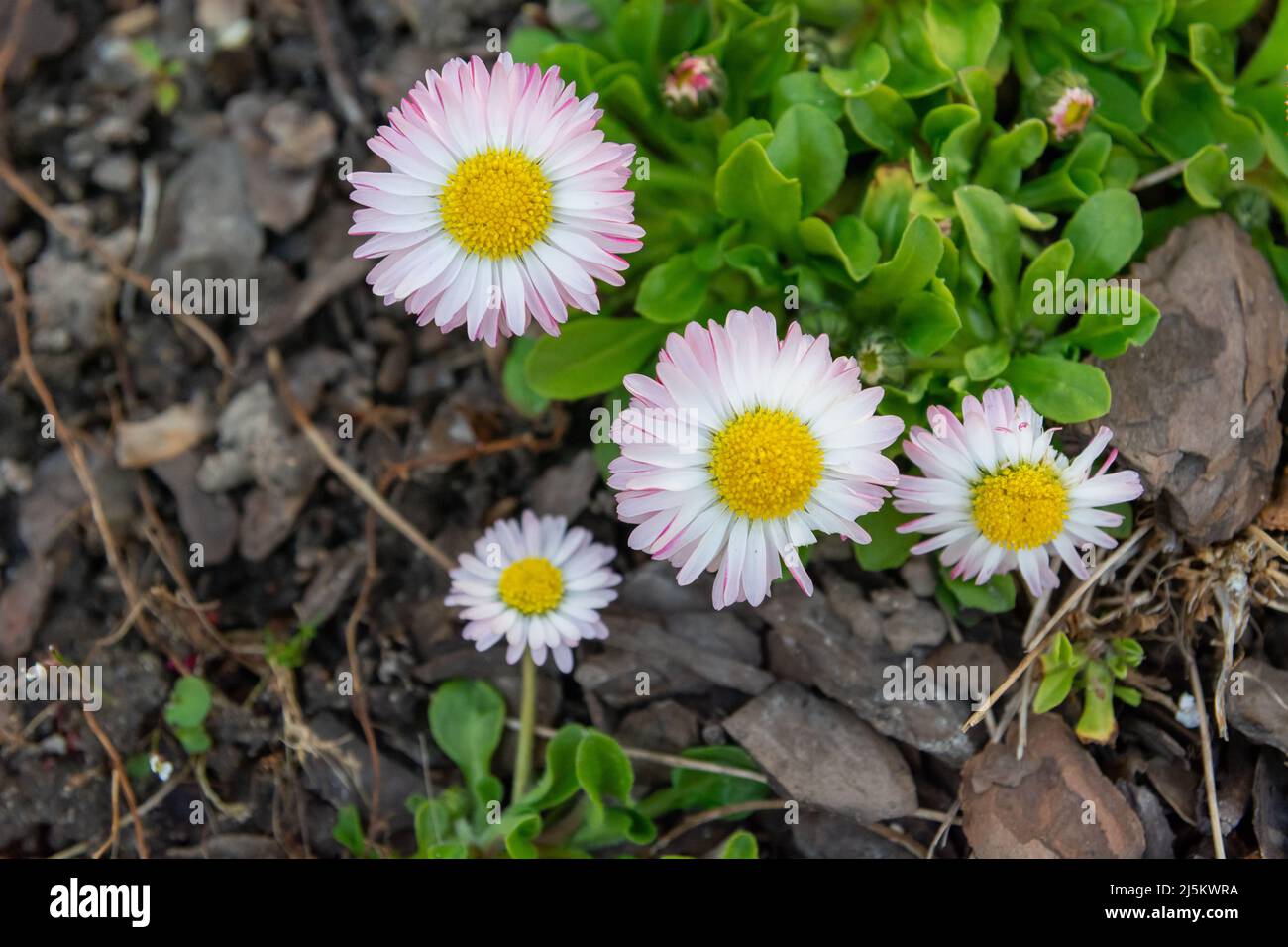 Margherite bianche e rosa - vista dall'alto Foto Stock