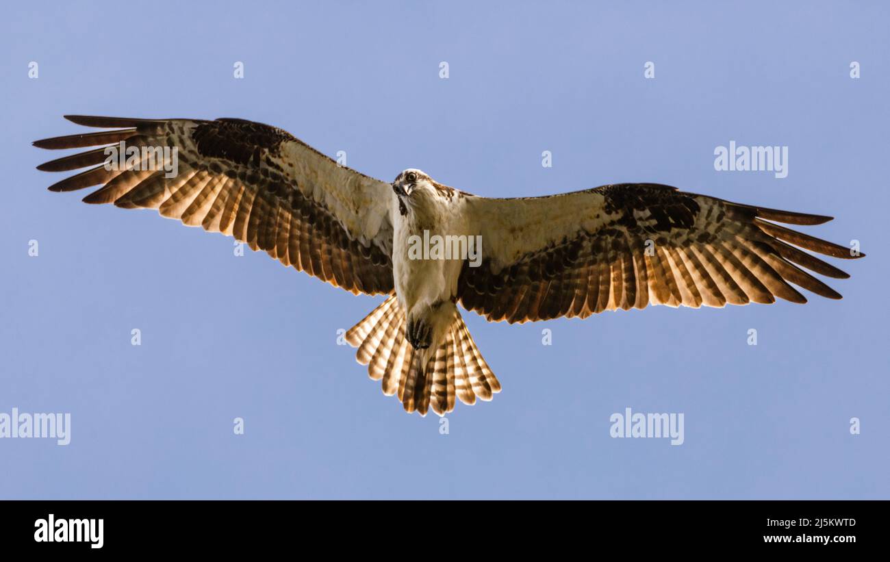 Osprey (Pandion haliaetus) vola in alto e fissando la caccia ai pesci. Fotografato nella contea di Shasta, California, USA. Foto Stock