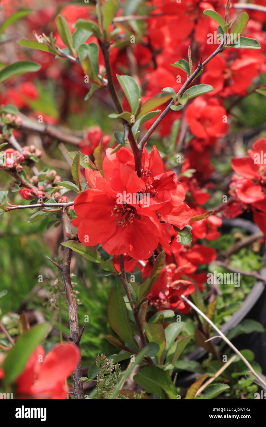 Rami di Quince giapponese o Chaenomeles japonica Foto Stock