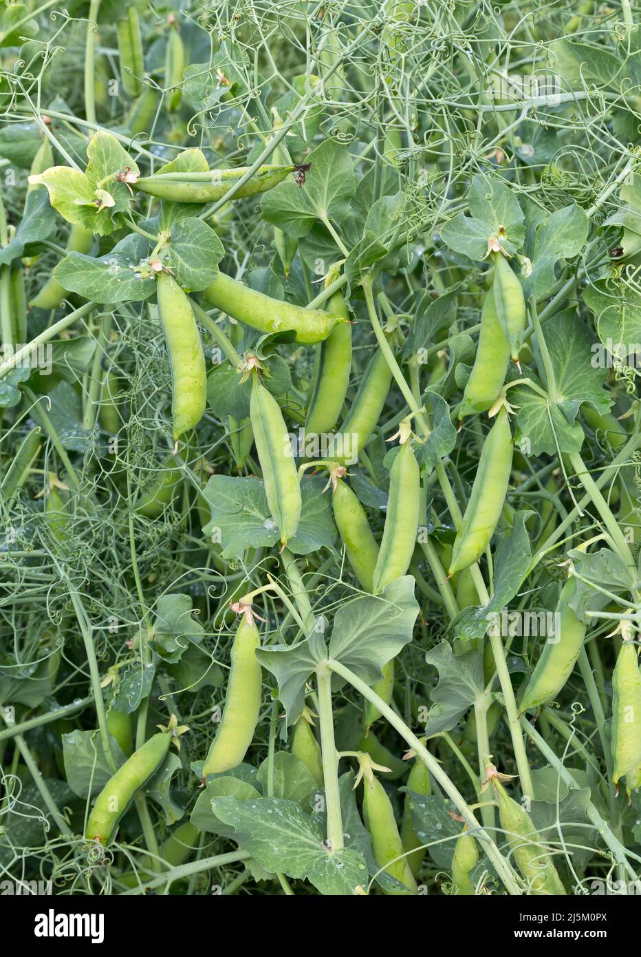 Piselli da campo gialli netti che maturano sui vitigni, « Pisum sativum ». Foto Stock