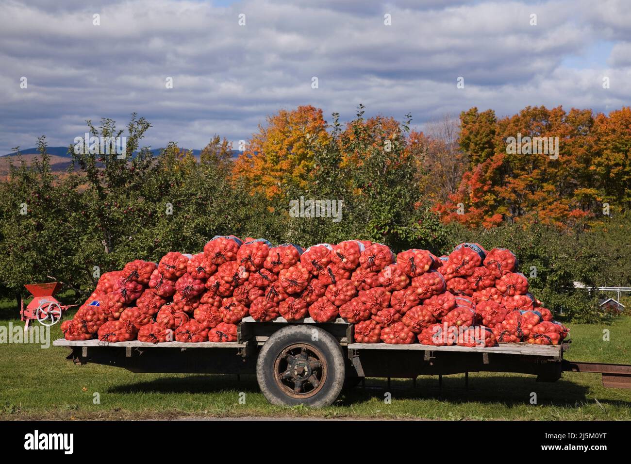 Mele raccolte in sacchi di pescaggio impilate su rimorchio in autunno, Sainte-Petronille, Ile-d'Orleans, Quebec, Canada. Foto Stock