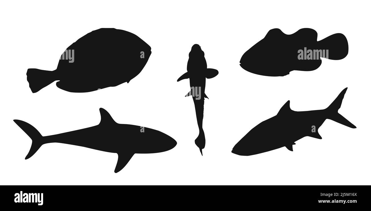 Set nero silhouette clownfish, sardine, goldfish e Surgeonfish segno icona su sfondo bianco. Illustrazione del ritaglio vettoriale. Illustrazione Vettoriale