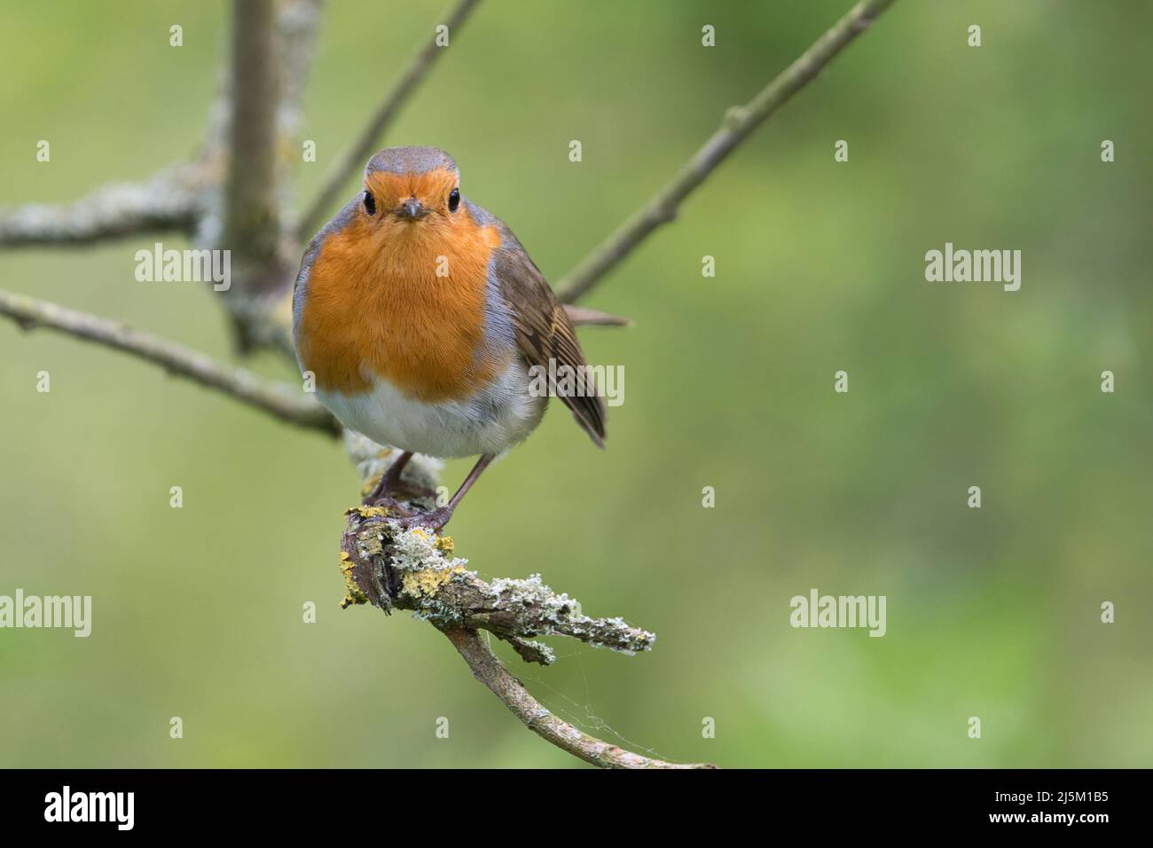 Unione robin (Erithacus rubecula) Foto Stock