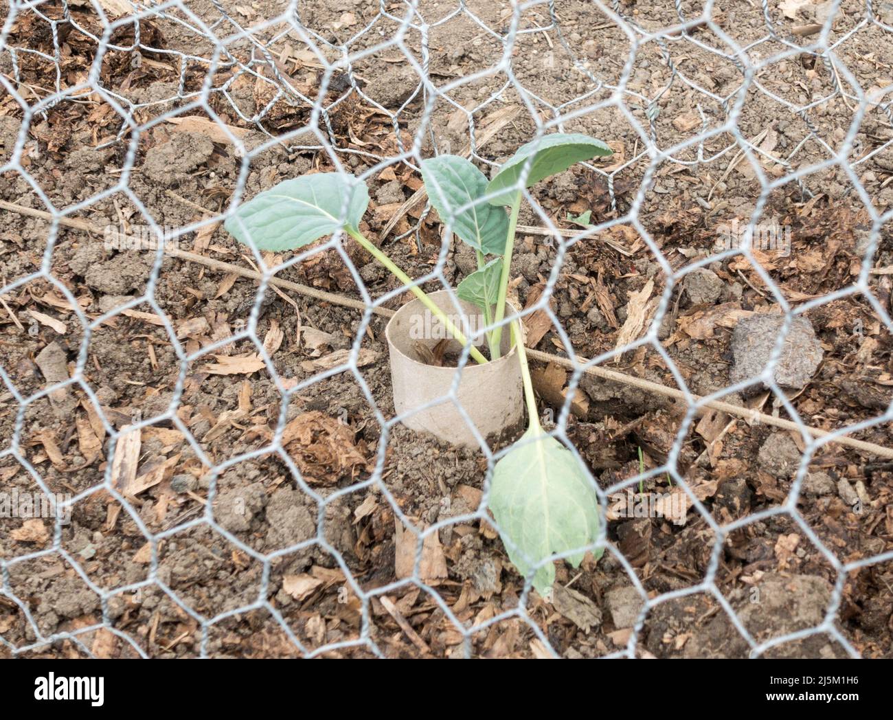 Una giovane pianta di cavolo protetta da danni di vite senza fine tagliata da un mezzo sepolto rotolo di gabinetto riciclato tubo, Inghilterra, Regno Unito Foto Stock