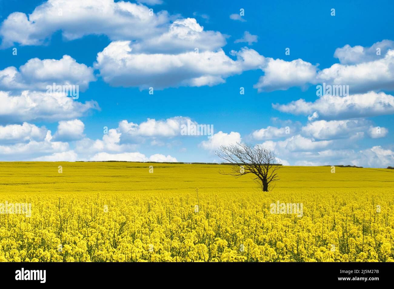 Campo di colza a Pasqua nella vale di Glamorgan, Galles Foto Stock