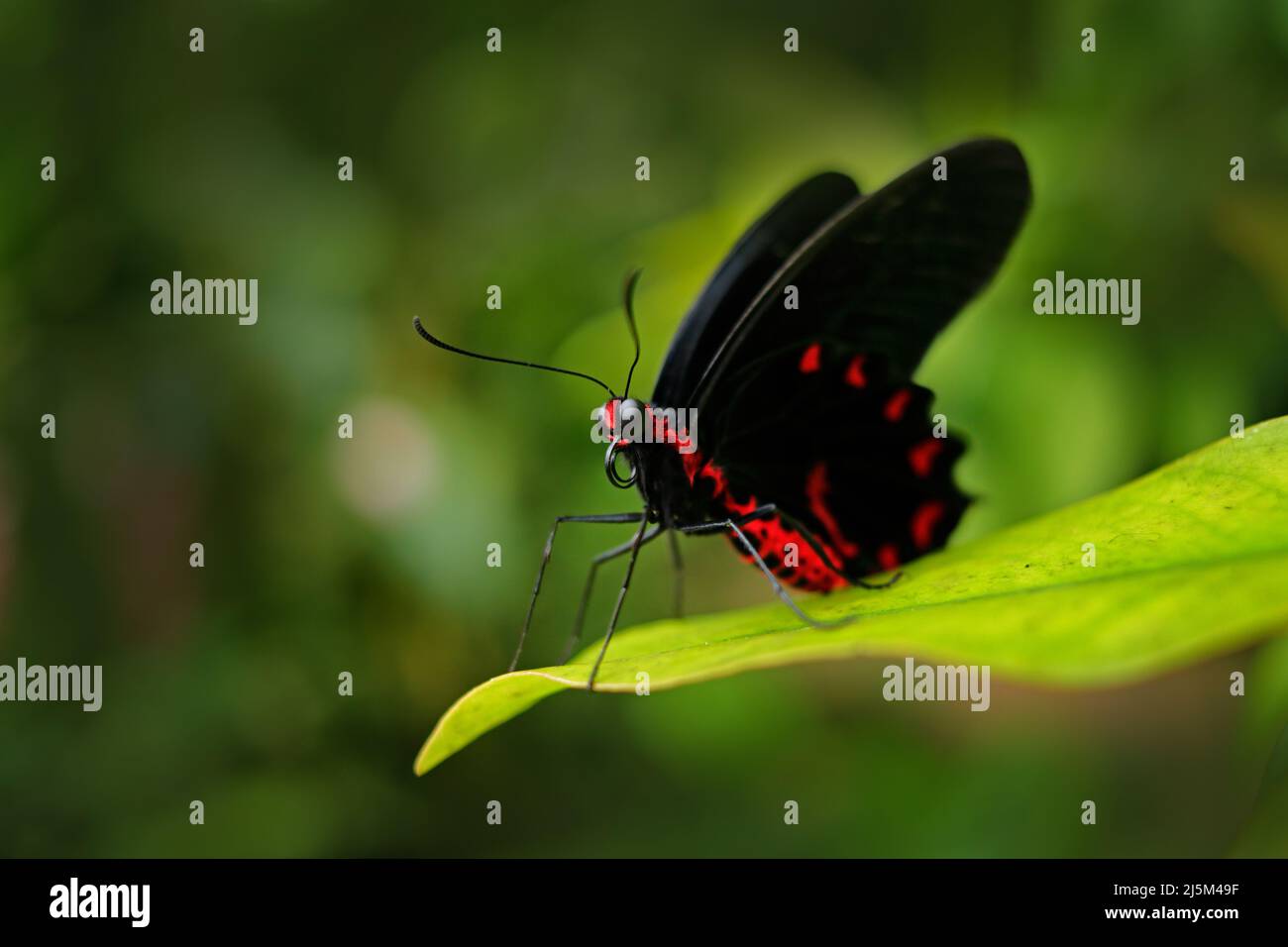 Bella farfalla avvelenata nera e rossa, Antrophaneura semperi, nella natura verde foresta habitat, fauna selvatica, Indonesia. Insetto nella giungla tropicale. Ma Foto Stock