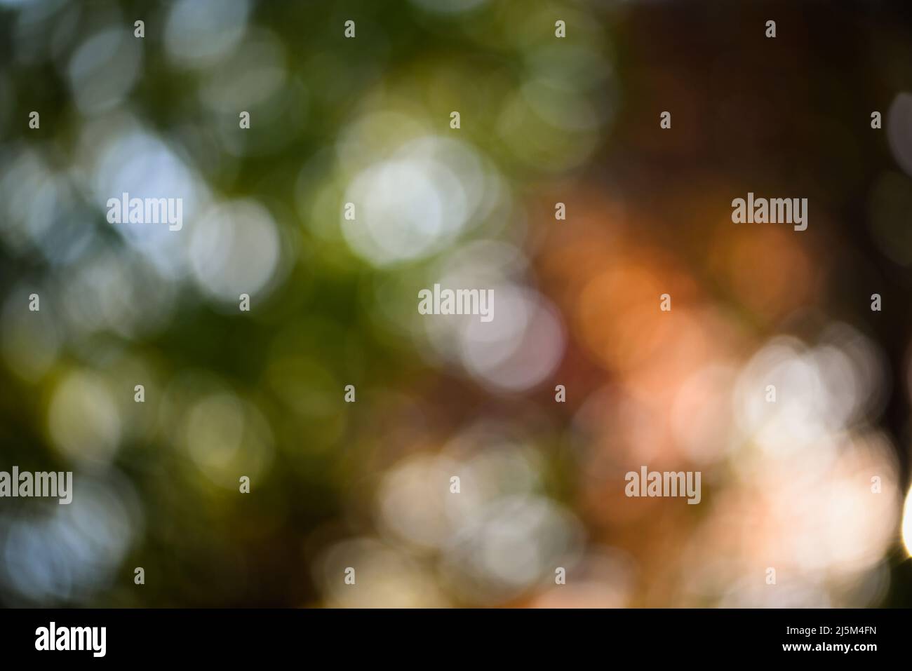 Sfondo verde bokeh, sfondo naturale bokeh Foto Stock