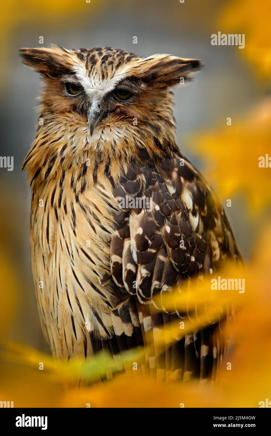 Gufo da pesca Sunda, Ketupa ketupu javanensis, uccello raro dall'Asia. Malesia bella gufo nella natura arancione autunno foresta habitat. Uccello dalla Malesia. F Foto Stock
