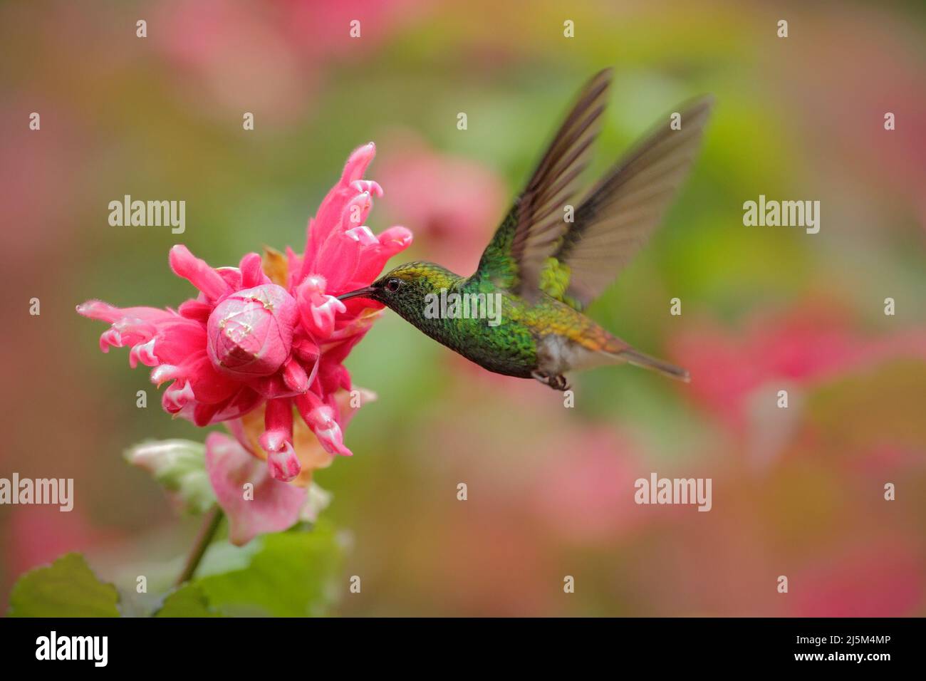 Bel colibrì, smeraldo a testa di cimosa, Elvira cupreiceps, volando accanto a un bel fiore rosa. Uccello che succhia nettare. Scena di alimentazione da tropico bagnato Foto Stock