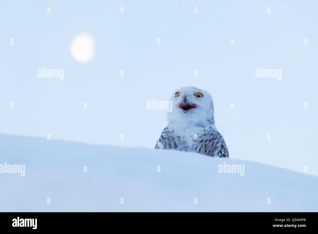 Gufo con luna. Gufo nevoso, scandiaca Nyctea, raro uccello seduto sulla neve, scena invernale con fiocchi di neve in vento, scena del mattino presto, prima dell'alba, Foto Stock