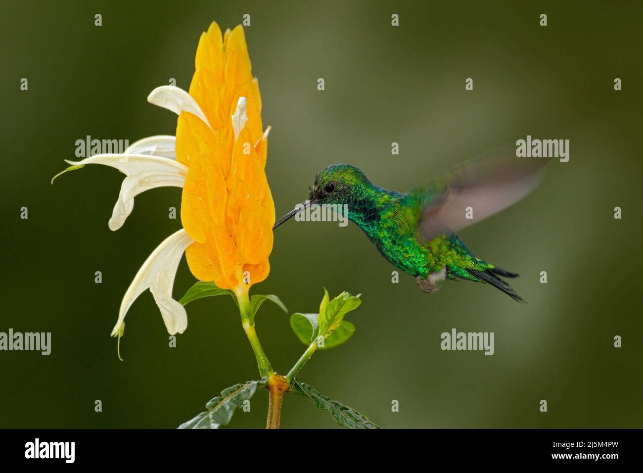 Hummingbird verde con fiore giallo. Smeraldo occidentale, Clorostilbon melanorhynchus, colibrì nella foresta tropicale della Colombia, blu un verde lucido b Foto Stock