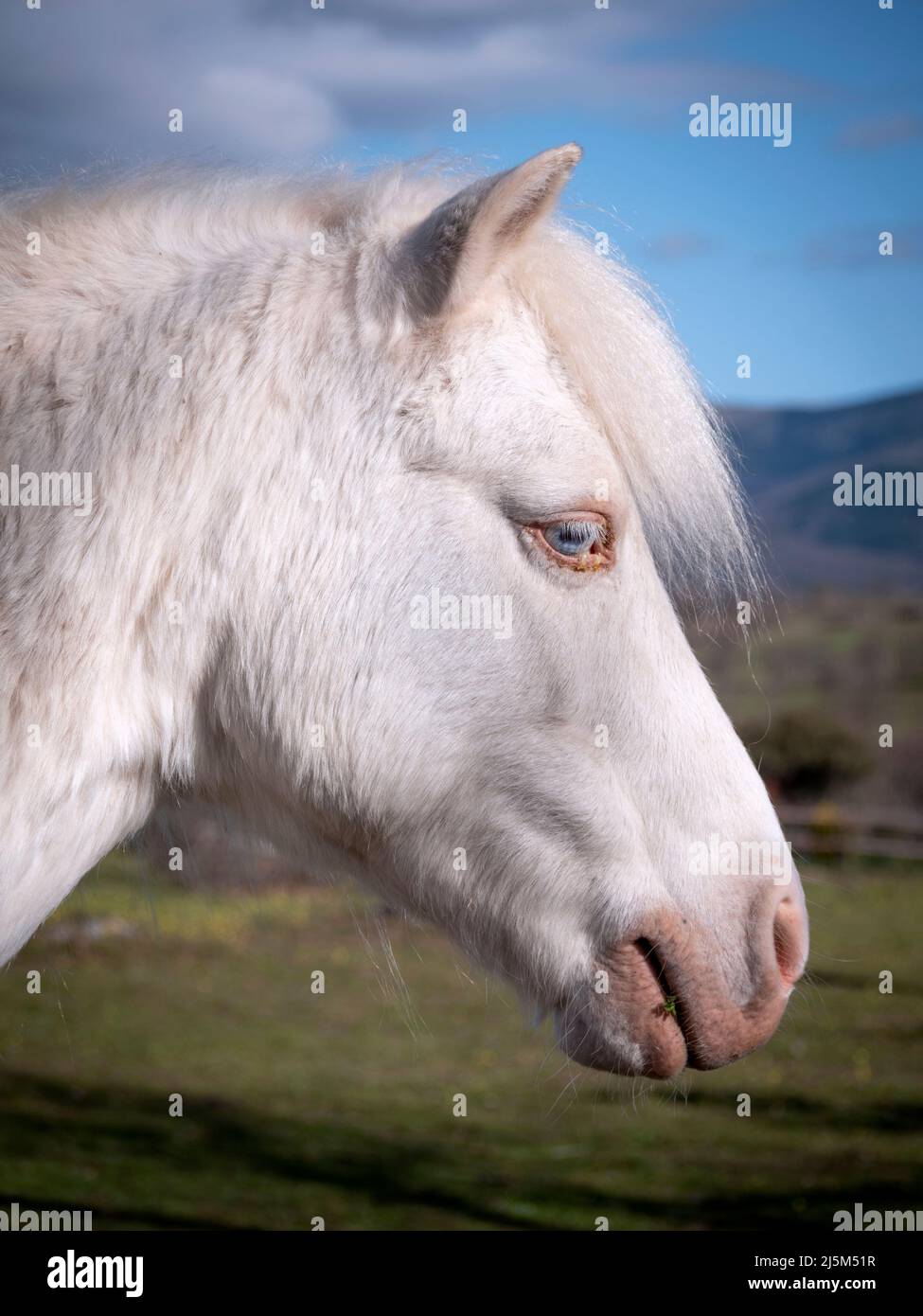 Primo piano di pony albino dagli occhi blu. Foto Stock