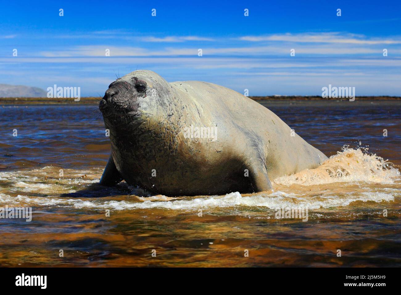 Elephant sigillo giacente in stagno d'acqua, mare e cielo blu scuro, animale nella natura costa habitat, Isole Falkland. Sigillo dell'elefante nell'habitat naturale. E Foto Stock